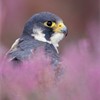 Peregrine Falcon - Falco peregrinus - portrait of adult amongst flowering heather. Scotland. August. (captive-bred)